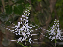 Stillingia Root